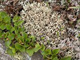 Cladonia uncialis-2.jpg